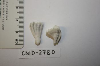 Media type: image;   Invertebrate Zoology CNID-2780 Description: Preserved specimen.;